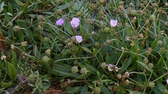 Baldellia ranunculoides, photograph author not stated, no rights reserved