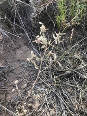 Astragalus nuttallianus austrinus