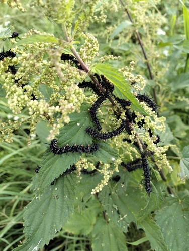 European Peacock Butterfly