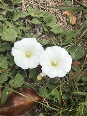 Calystegia subacaulis
