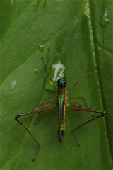 Eumastax