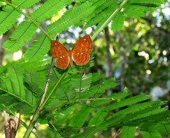 Protonymphidia senta