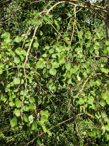 European aspen