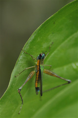 Eumastax