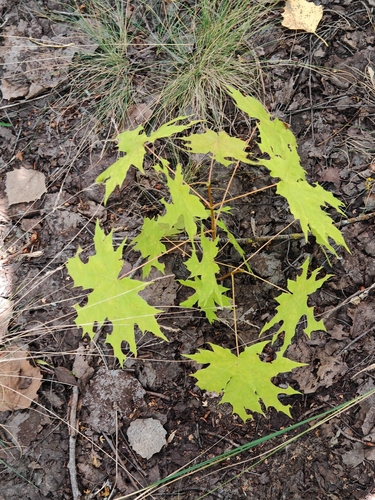 Norway maple