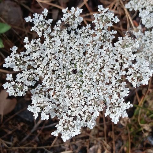 wild carrot