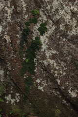 Monstera spruceana