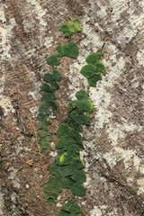 Monstera spruceana