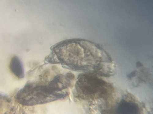 腔轮虫属