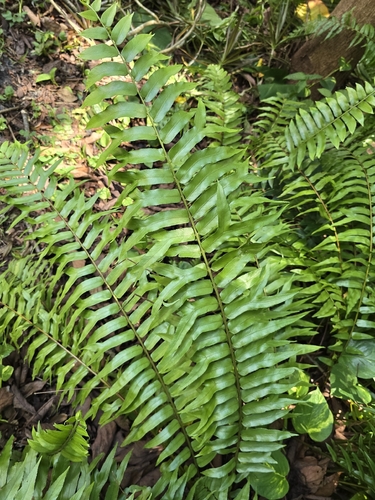 Nephrolepis falcata observed 2026-08-20