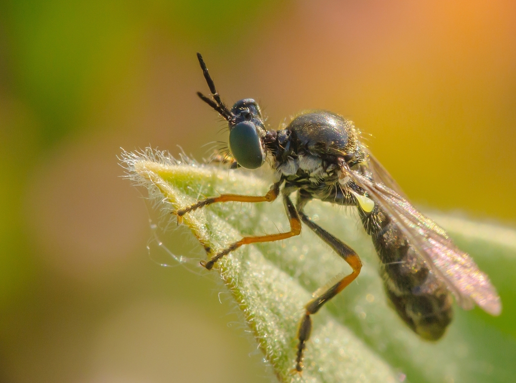 Dioctria lata