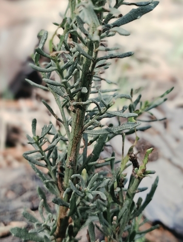 Baccharis linearis, photograph 3