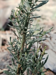 (c) Álvaro Ibaceta R., some rights reserved (CC BY) Baccharis linearis, photograph (c) Álvaro Ibaceta R., some rights reserved (CC BY)