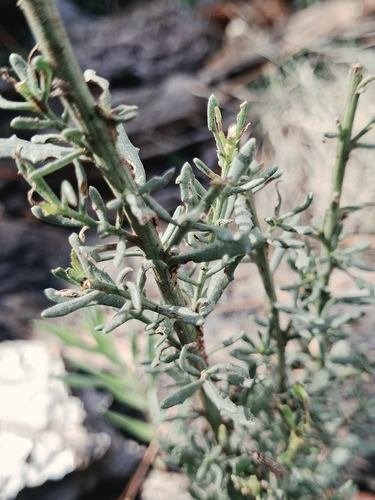 Baccharis linearis, photograph 4