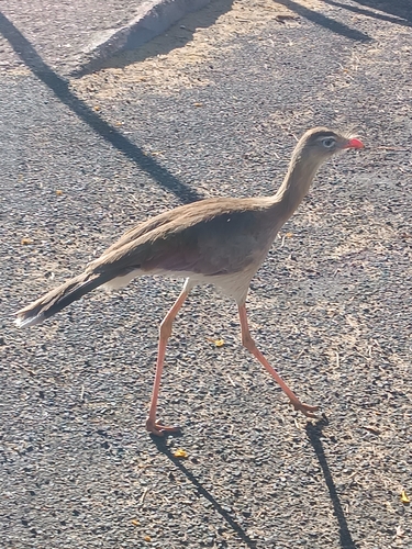 Red-legged Seriema