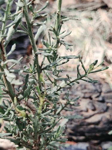 Baccharis linearis, photograph 5