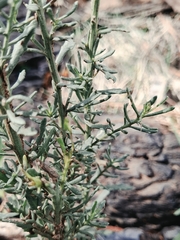 (c) Álvaro Ibaceta R., some rights reserved (CC BY) Baccharis linearis, photograph (c) Álvaro Ibaceta R., some rights reserved (CC BY)