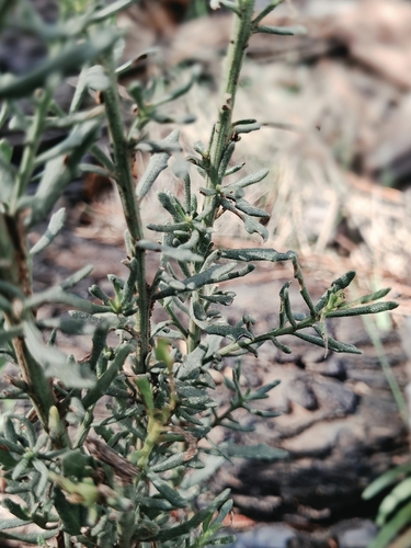 Baccharis linearis, photograph 6