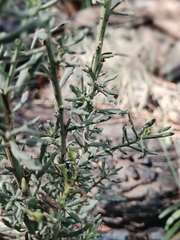 Baccharis linearis, photograph (c) Álvaro Ibaceta R., some rights reserved (CC BY)
