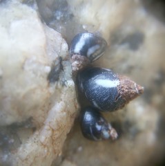 Echinolittorina peruviana