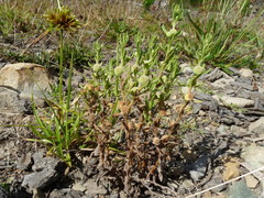 Centipeda cunninghamii
