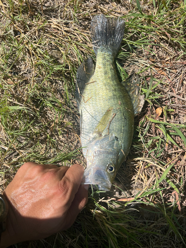 White Crappie