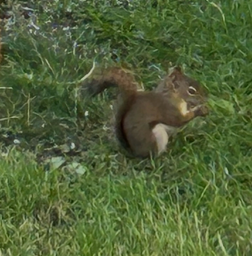 American Red Squirrel