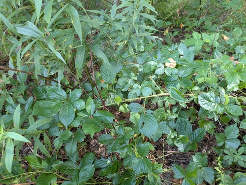 Rubus permixtus observed 2026-08-18