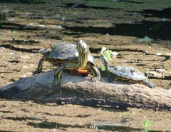 Trachemys scripta elegans