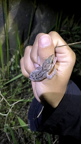 Cyrtodactylus marmoratus observed 2026-08-04