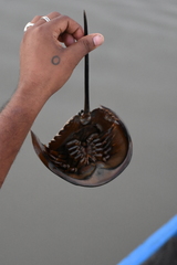 Carcinoscorpius rotundicauda