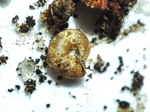 Punctum pygmaeum, 2026-08-16