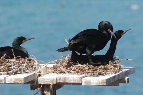 iNaturalist image