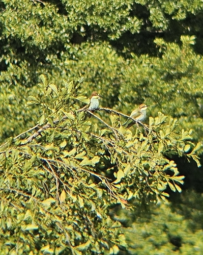 European Bee-eater