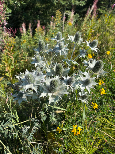 Eryngium giganteum, photograph 2