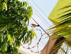 Icterus