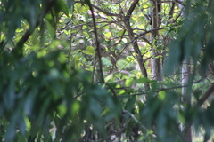Icterus spurius spurius