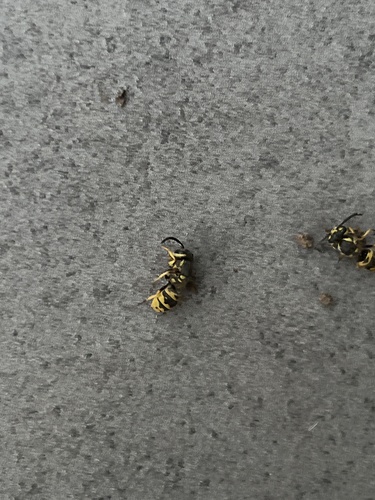 German Yellowjacket