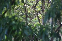 Icterus spurius spurius