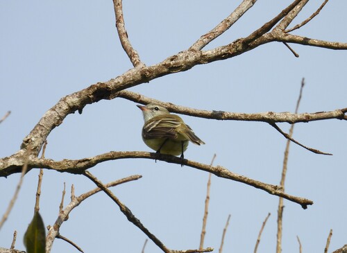 Mouse-colored Tyrannulet