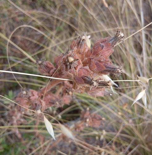 bristly oxtongue