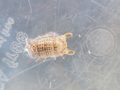 Cilicaea