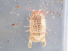 Cilicaea