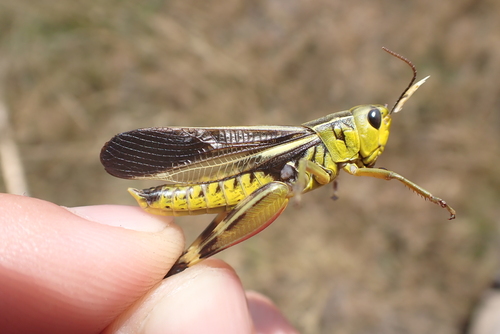 Large Banded Grasshopper