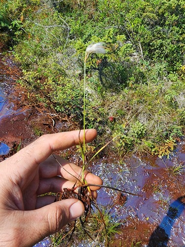 Eriophorum viridicarinatum observed 2026-08-05
