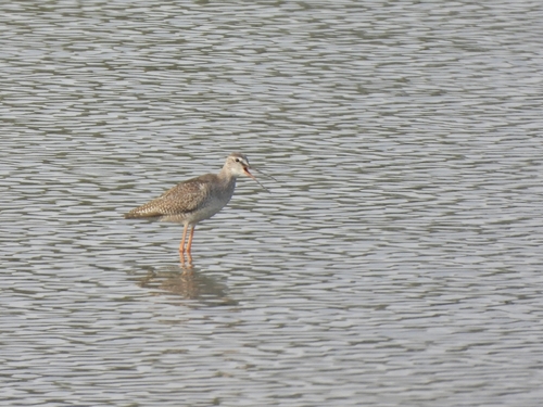Spotted Redshank