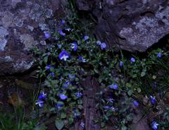 Veronica syriaca