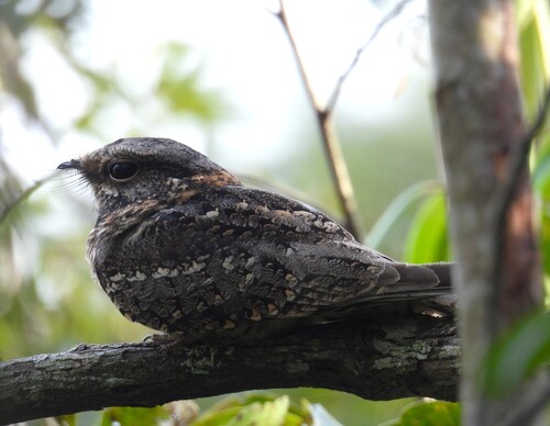 Scissor-tailed Nightjar