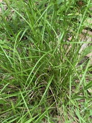 Rhynchospora inexpansa