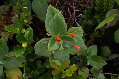 Sinningia mauroana
